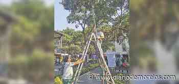 Combaten plaga que seca en árboles de Cuernavaca - Diario de Morelos