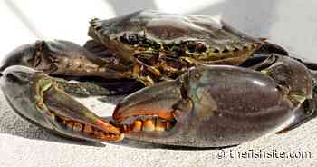 Where do shellfish fit in to the future food framework? - The Fish Site