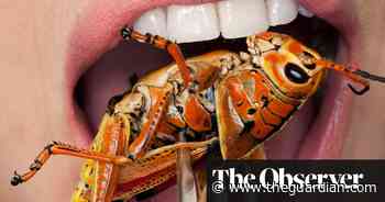 If we want to save the planet, the future of food is insects - The Guardian