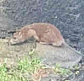Food in binbags blamed for Cardigan rat invasion - Tivyside Advertiser
