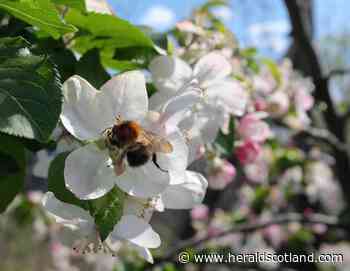 Books | apples | gardens | food | Raymond Blanc | HeraldScotland - HeraldScotland