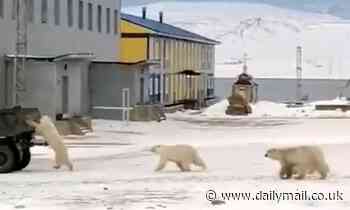 Polar bear clings to moving truck filled with thrown-out food in Russia - Daily Mail