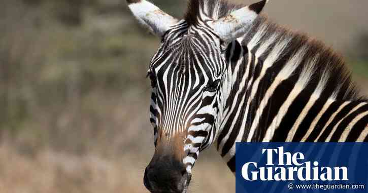 ‘Craziest thing’: Police use Taser on escaped zebra in Tennessee