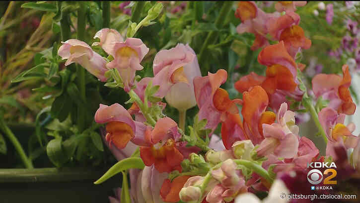 ‘We’ll Do Whatever We Need To Do:’ Florists Facing Flower Shortage Ahead Of Mother’s Day