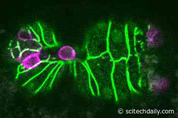 Biologists Discover a Trigger for Cell Extrusion – Process for Eliminating Unneeded Cells