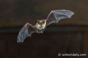 Bats’ Surprising “Supersense” of Time: They Know the Speed of Sound From Birth