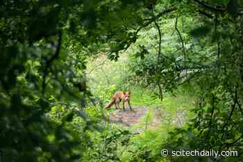 A Diversity of Wildlife Is Good for Our Health: To Prevent Future Pandemics, We Must Restore and Protect Nature