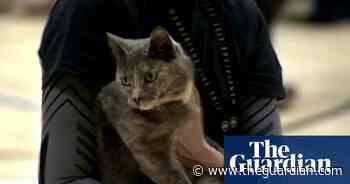 Cat carried away from Scottish polling station – video