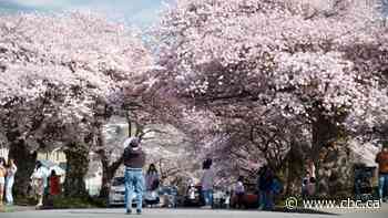 Tulips, daffodils and cherry blossoms on full display in Canada