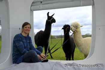 Erlebnisnächte mit Alpakas: Sachsen-Premiere steigt in Brunn - Freie Presse