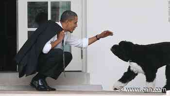 Bo, the Obamas' family dog, has died