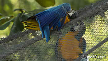 Juliet, last wild macaw in Rio, visits zoo every morning to canoodle companions, quell loneliness