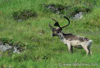 Parks Canada captive caribou breeding proposal gets OK from scientific review panel