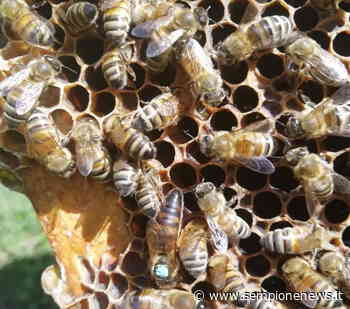 Lainate, arrivate nuove famiglie di api: continua il progetto degli Alveari Urbani - Sempione News