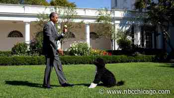 Obama Family Dog Bo Has Died, Former President Says