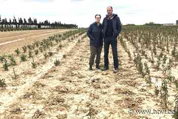 Dieven aan de haal met 150 jonge kerstbomen in Riemst - Het Belang van Limburg