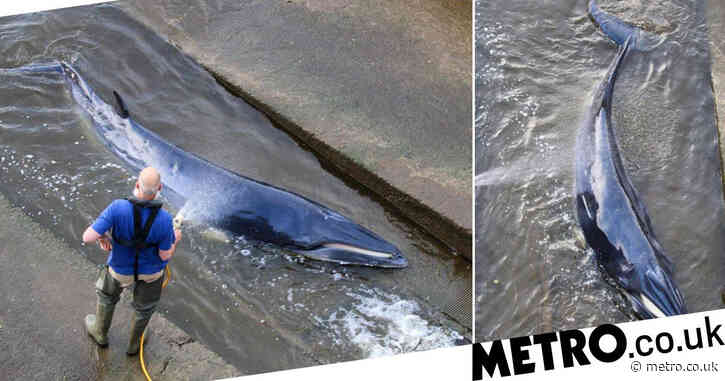 Rescuers desperately try to free whale calf stuck in River Thames