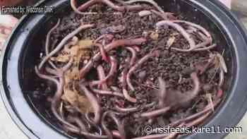 Grow with KARE: Jumping worms and plant sales