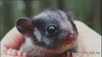 Federal Court overturns ruling state logger breached environmental laws in endangered possum habitat