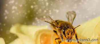 Las abejas son capaces de detectar el coronavirus y más barata que las PCR, según investigadores holandeses - Antena 3 Noticias