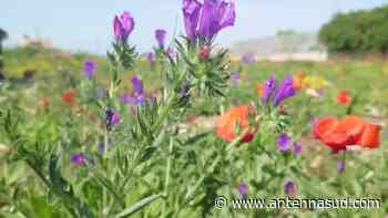 Puglia | Quando arriva il sole, l'erba brucia - Antenna Sud