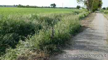 "Lungo la pista ciclopedonale a Sant'Antonio sfalcio erba incompleto" - piacenzasera.it - piacenzasera.it