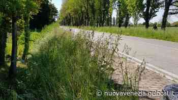 «Erba fuori controllo ovunque» - la Nuova di Venezia