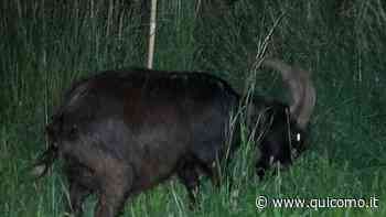 Figino Serenza, il comune è in ritardo con il taglio dell'erba: i cittadini portano una capra - QuiComo