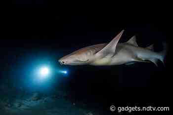 Sharks Use Earth's Magnetic Field Like GPS to Navigate Oceans