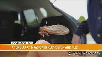 Good Question: A 'Brood X' invasion in Rochester and the FLX?