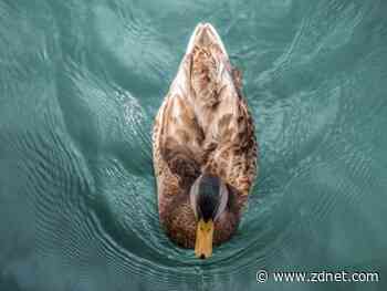 Lemon Duck hacking group adopts Microsoft Exchange Server vulnerabilities in new attacks