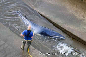 Whale freed after becoming stranded in River Thames