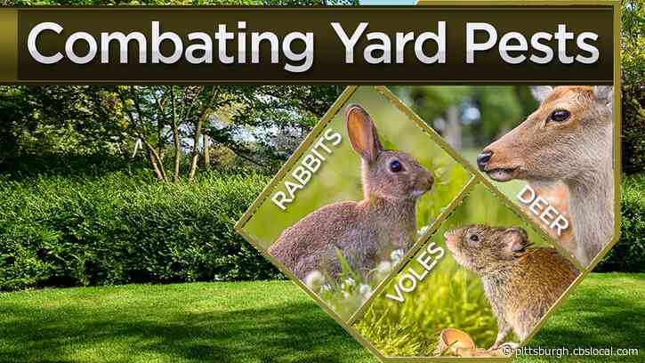 Keeping Deer, Rabbits, And Other Pests Out Of Your Yards and Gardens