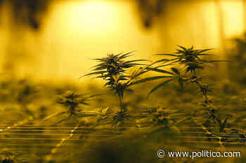 America’s most conservative states are embracing medical pot - POLITICO