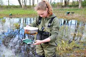 Studente brengt bedreigde salamandersoort in Kalmthoutse Hei... (Kalmthout) - Gazet van Antwerpen