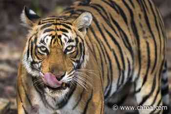 Bengal tiger spotted roaming a west Houston neighborhood on Sunday