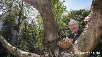 Krailing: Ex-Gemeinderat pflanzt Walnussbäume - Süddeutsche Zeitung