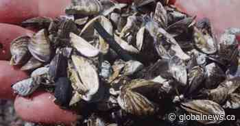 Aquatic invasive species remain a concern for Saskatchewan’s Ministry of Environment