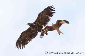 'Flying barndoor' eagles to be reintroduced to mainland England - St Helens Star