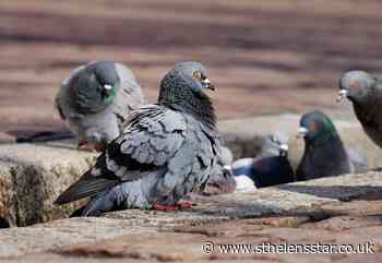 Anyone noticed the explosion in pigeons? - St Helens Star