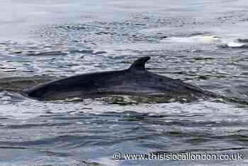 Minke whale stranded in Thames now 'unlikely' to survive