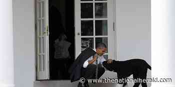 Obama Dog Bo, Once a White House Celebrity, Dies from Cancer - The National Herald