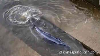 Rescatan a la pequeña ballena varada en el río Támesis en Londres - CNN