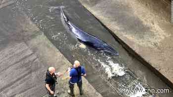 Whale lost in London's Thames river may have to be euthanized, rescuers say