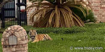 Tiger caught on video prowling around yard in a Texas suburb
