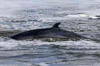 Stranded River Thames whale to be 'put to sleep' - St Helens Star