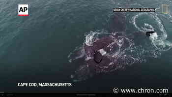 Drone video shows endangered whales appearing to embrace