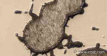 NASA spacecraft spots Mr. Peanut lookalike on Mars surface     - CNET