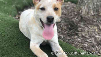 Friendly cattle dog Odis seeks new playmate at Houston SPCA - CultureMap Houston