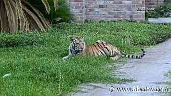 Tiger Spotted in Front Yard of Houston Home - NBC 5 Dallas-Fort Worth